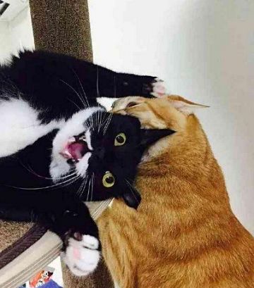 奶牛猫作死欺负橘猫,下一秒却被扁成表情包,网友一看笑喷