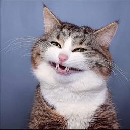 你们要的超萌的猫咪表情包来了,拿走不谢
