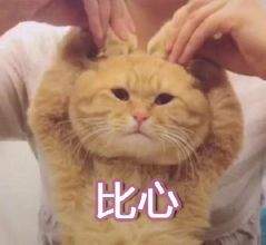 不用谢表情包动图大全猫咪