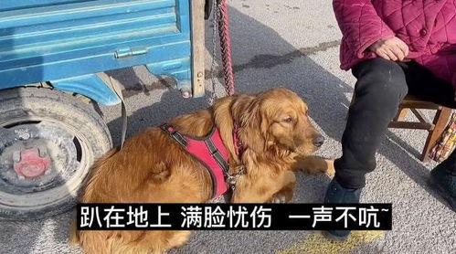 老奶奶将金毛拉到集市上去卖,金毛委屈钻进老人怀里别丢下我