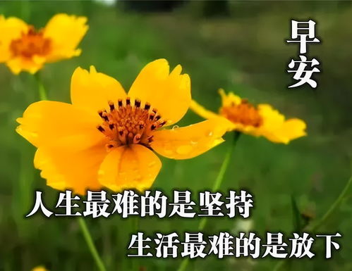 好看的早上好的祝福语图片大全,唯美早上好动态表情包