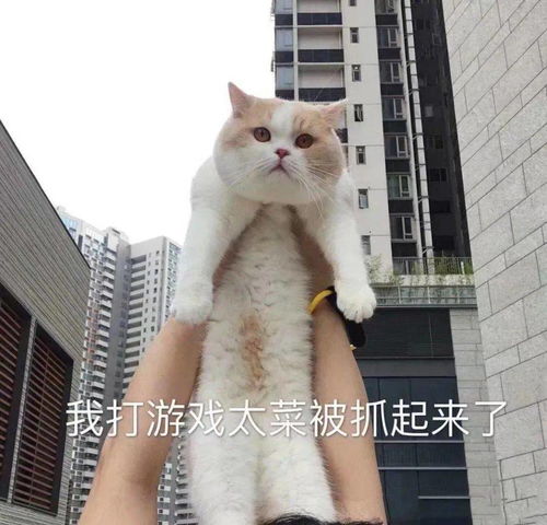 近期热图表情精选