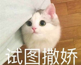 摔笔表情包撒娇