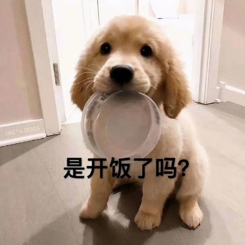 表情包好难过哭死算了