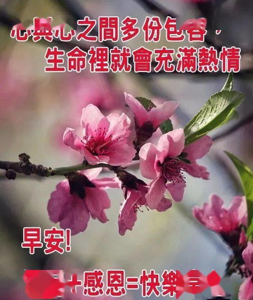 微信问候大家早上好鲜花表情动图,微信早上好祝福语大全