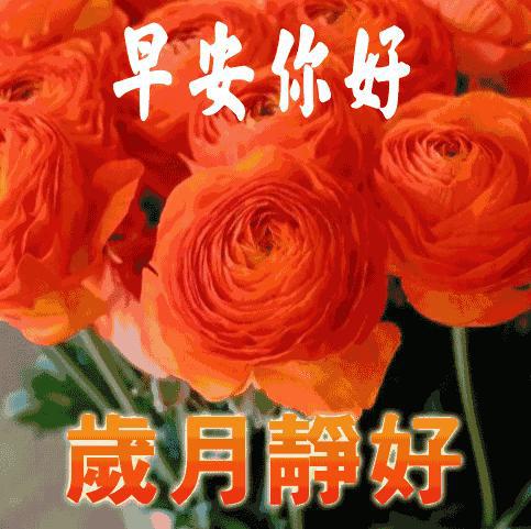 美丽早上好问候祝福动态表情图片,早晨好温馨暖心日常问候语表情包大全