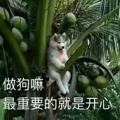 有哪些朋友圈发出来能引人注目的配图或表情包