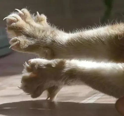 猫咪挠痒痒表情包指甲