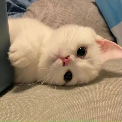 超nice的微信头像来咯