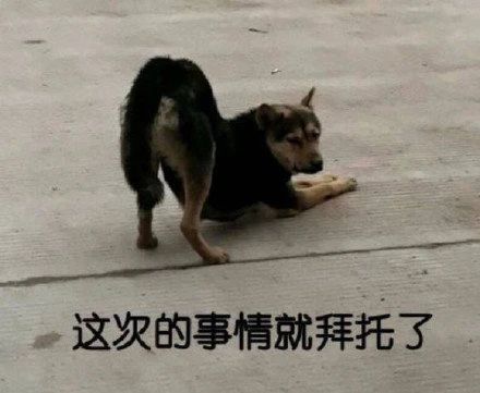抖音里搞笑的表情包图片这次的事情就拜托了