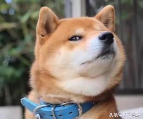 华懋宠物医院主人为了警告狗狗,当着狗狗面,将狗头端上桌,狗狗表情凝固了