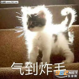 牵朕的手就现在表情包生气地走了萌宠表情包带字图片下载乐游网游戏下载