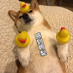 参加这些考研可以加10分