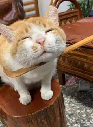让猫猫无法抵抗的神器,你值得拥有
