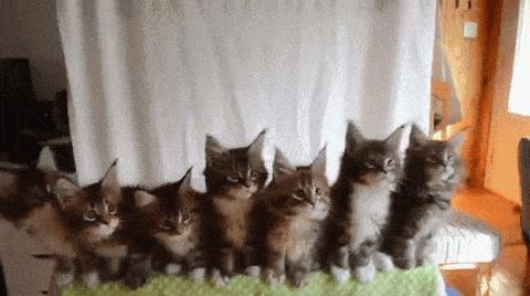 抖音三只小猫摇头动态图app抖音三只小猫摇头动态图v2.8下载91手游网