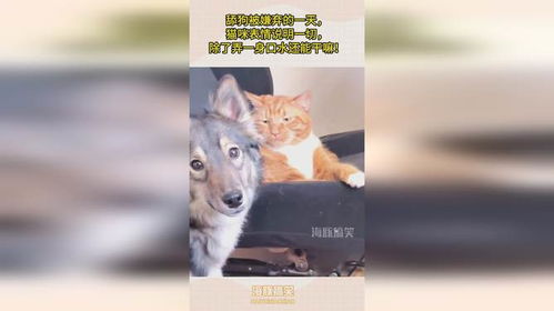 舔狗被嫌弃的一天,猫咪表情说明一切,除了弄一身口水还能干嘛