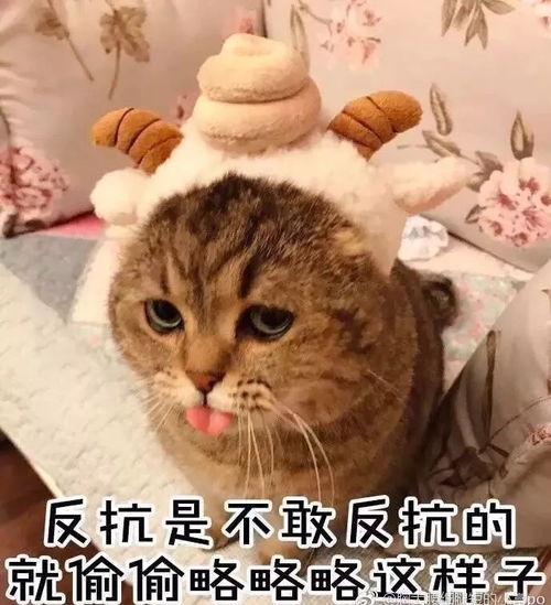 和女生聊天表情包合集女孩子