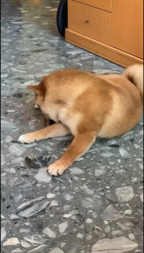 柴犬听到吃骨头和出去玩才会理我