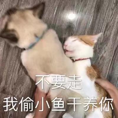 和燃妹妹的收藏夹