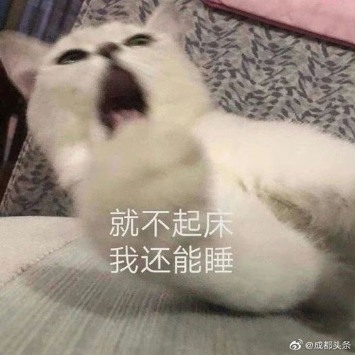 成都人起床越来越难了