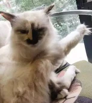 你见过最丑猫啥样这些猫真的可以直接做表情包了...哈哈哈