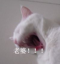 老公老婆表情包贴吧