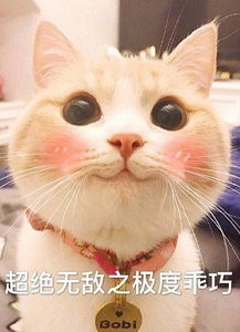 别人家的喵系列表情包