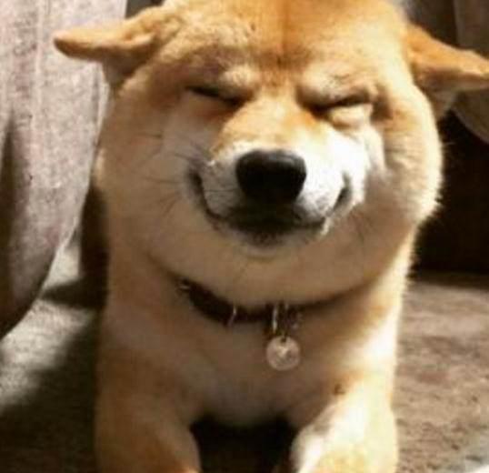 小主人回家,柴犬冲它邪魅一笑,顺着狗低头一看怒了
