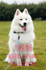 邪恶的笑容表情包萨摩耶