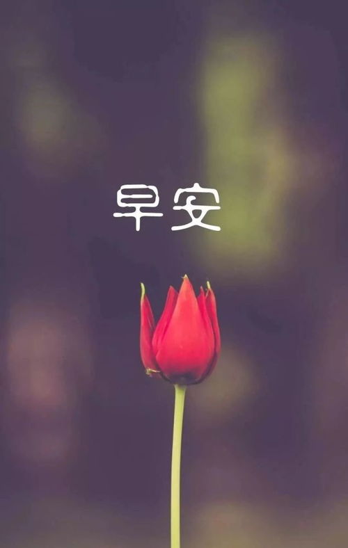 微信早上好问候朋友的暖心祝福语录,早安问候祝福动态表情图片