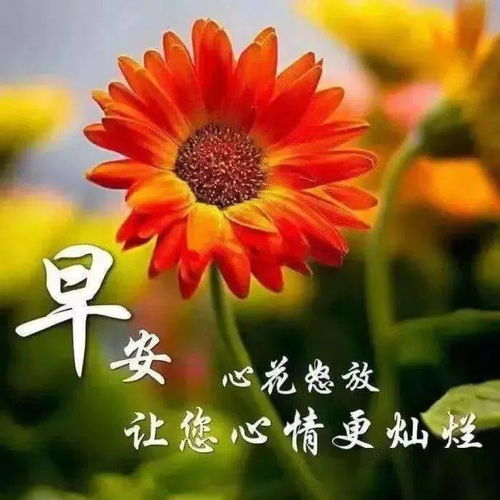 清晨早晨好问候语祝福图片表情早上好问候语表情暖心祝福图片大全