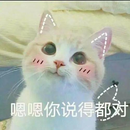 猫妈妈多久会忘记送走的孩子