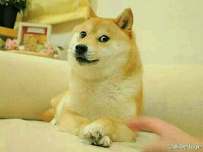 最近流行的微信表情包doge