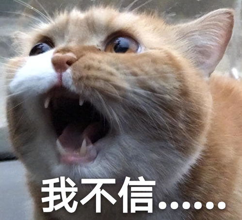 撩人专用表情包橘猫