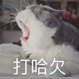最特别的祝福愿你哈欠连天