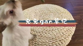 小狐狸舞翻跳太可爱啦