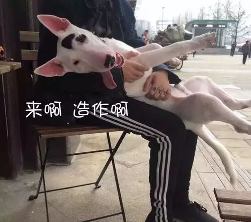 聊天秘籍表情包新年快乐