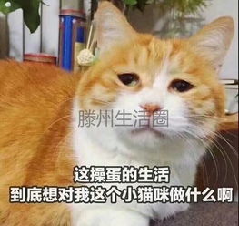 求职