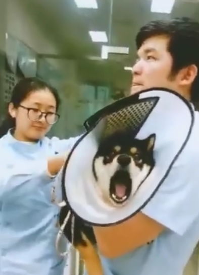 给柴犬打针时,护士姐姐的表情亮了,网友会憋出内伤吗