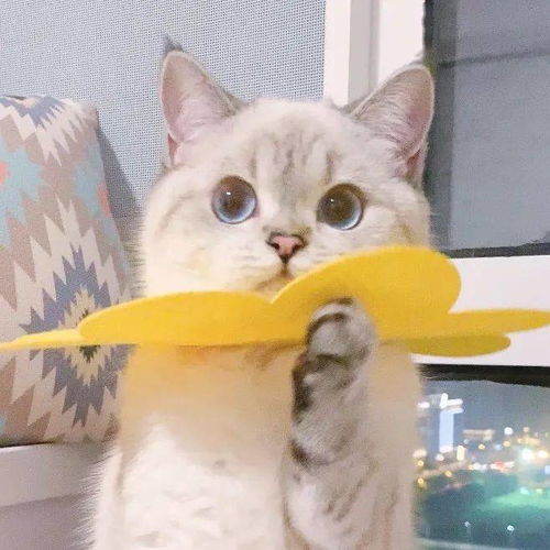 沙雕猫猫表情包