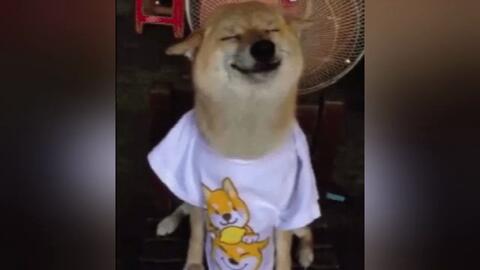 盘点那些搞笑的沙雕gif动态图第三十三期