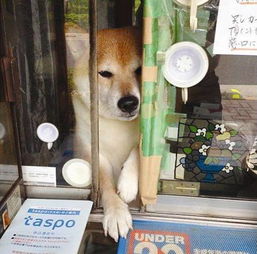 柴犬表情包北登去世谢谢你带给我们的欢乐