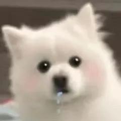 一组可爱的萨摩耶表情包