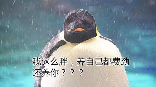 说起来你可能不信,企鹅这种动物真的很不要脸