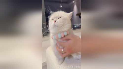怎么会有小猫咪挠痒痒发出这种声音啊