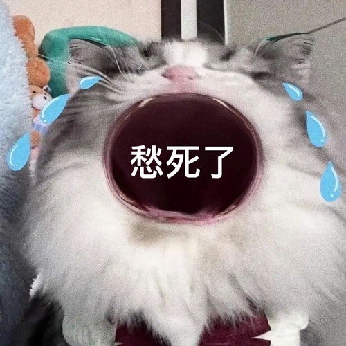 张大嘴的猫咪表情包