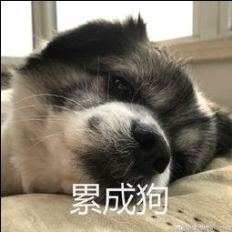 witty苹果的美拍