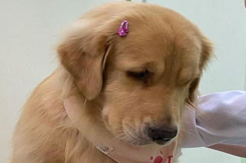 金毛犬极其害怕打针,为壮胆带熊宝贝一起,囧脸看症好了没