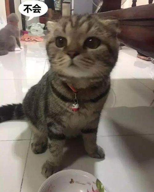 两只猫抱一起表情包猫咪