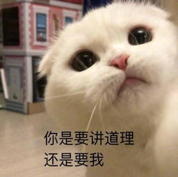 软妹子表情包你是要讲理还是要我